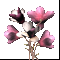 /docs/subject/oruzhie/cvety-i-bukety/buket-magnolij-5/