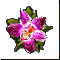 Орхидея
Подарок от Salah ud-Din